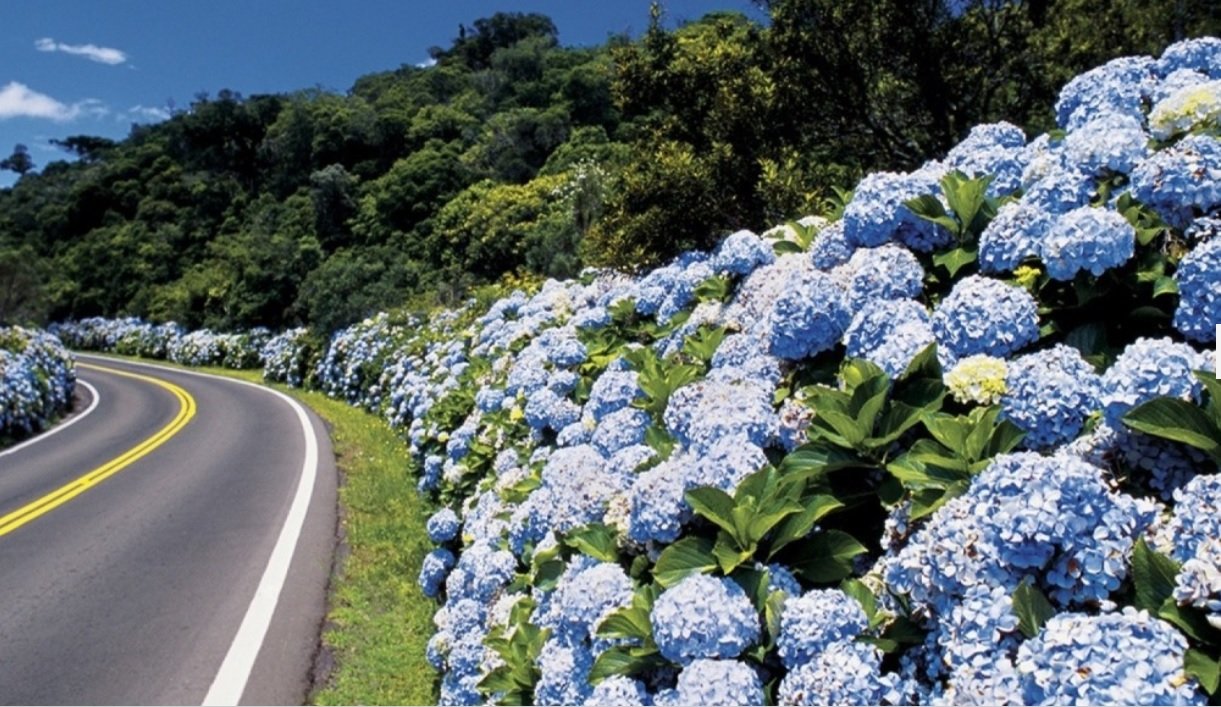 hortensias_gramado